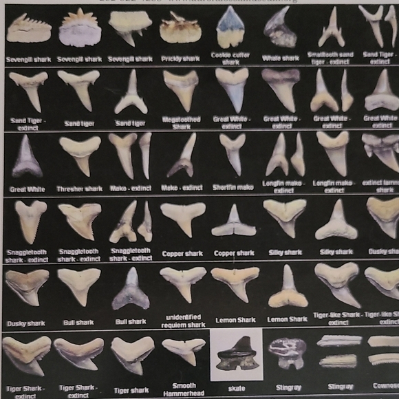 Fossilized Sharks Teeth 25 - Picture 5 of 5